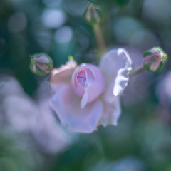 Rose collection   2018-06