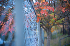 2025/11/02 ♥ fence ♥