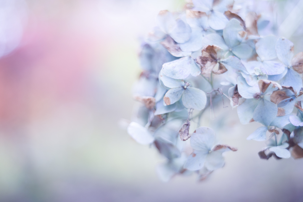 紫陽花 collection  2019-18
