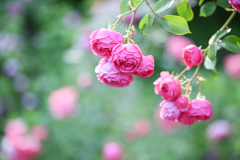 2024/06/14 Rose collection ♡ 15
