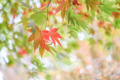 2024/11/09 紅葉・やっと・・・♡