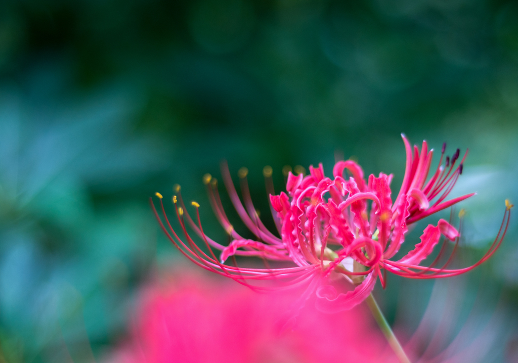 花だより・・・♪