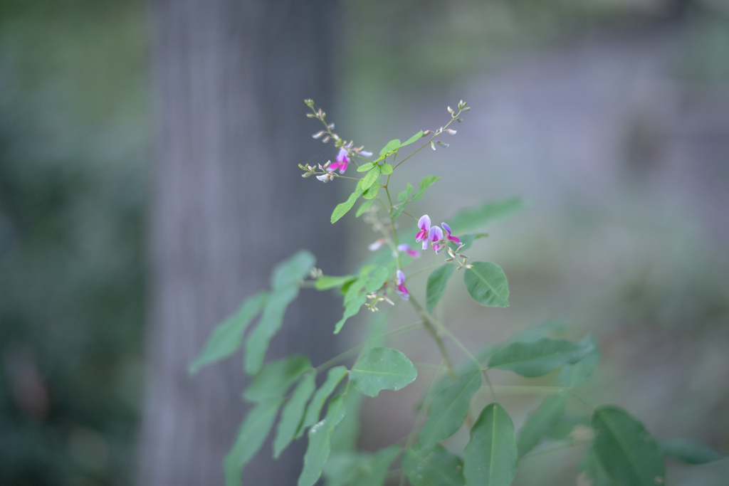 2025/09/23 彼岸萩・・・♡