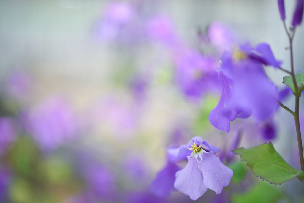 2024/04/13 紫花菜・・・♡