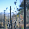 2024/12/10 ♥ fence ♥