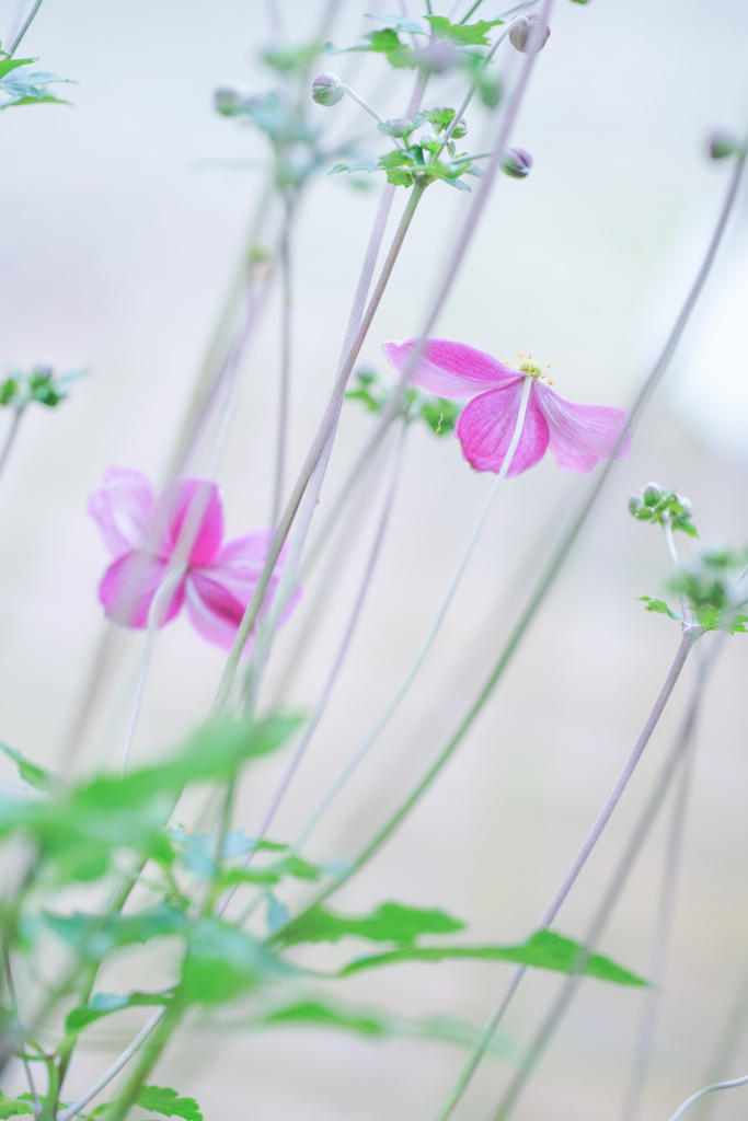 はらり・・・♡