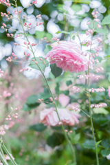 20210615 Rose collection ♡ 2021-15