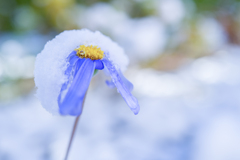 2023/12/18 初積雪・・・♡