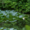 20220711 睡蓮の池・・・♡