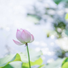 水の花・・・♡
