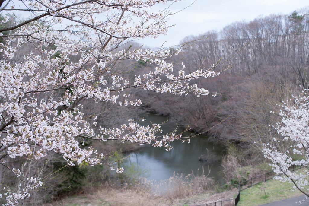 さくら♡・・・2018-4