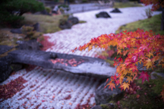 紅葉だより・・・♪