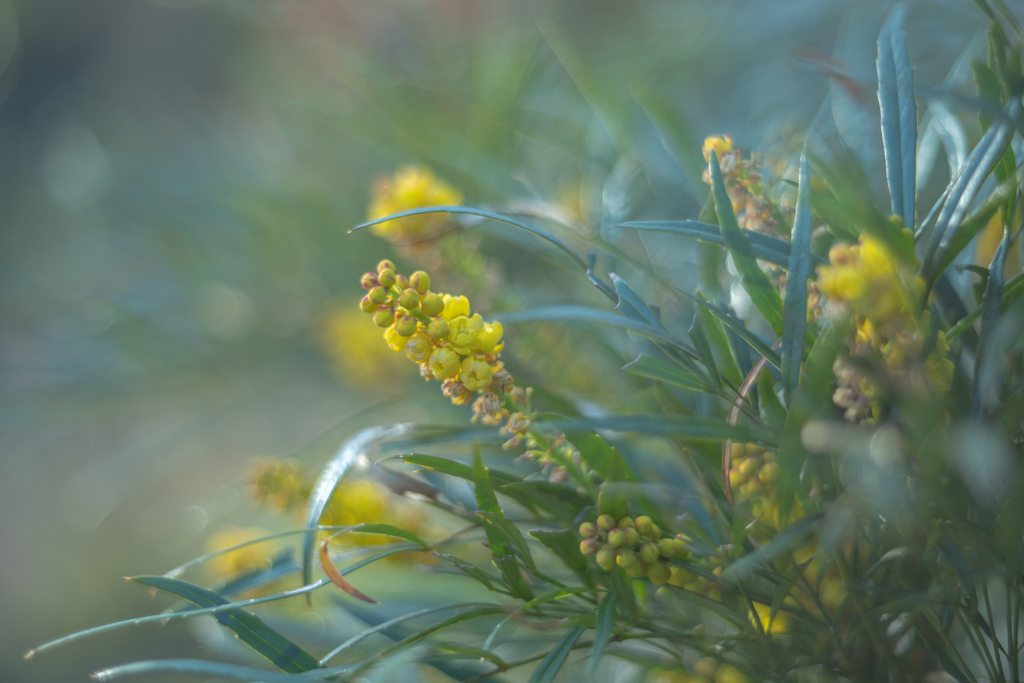 2025/12/09 マホニアコンフューサ・・・♡