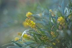 2025/12/09 マホニアコンフューサ・・・♡