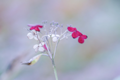 １０月の“紅”・・・♡