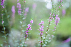 2023/09/25　精霊花・・・♡