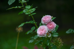 2024/06/21 Rose collection ♡ 16