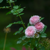 2024/06/21 Rose collection ♡ 16