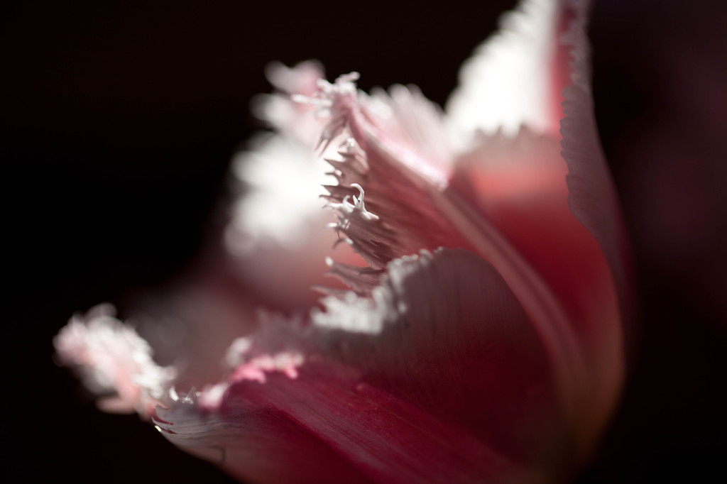 ぎざぎざチューリップ