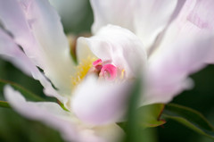 芍薬