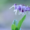 amethyst・・・♥