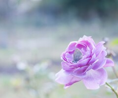 20201106 Rose collection ♡ 40