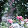 Rose collection ♡ 2020-16