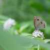 2024/06/17 ヒメウラナミジャノメ・・・♡