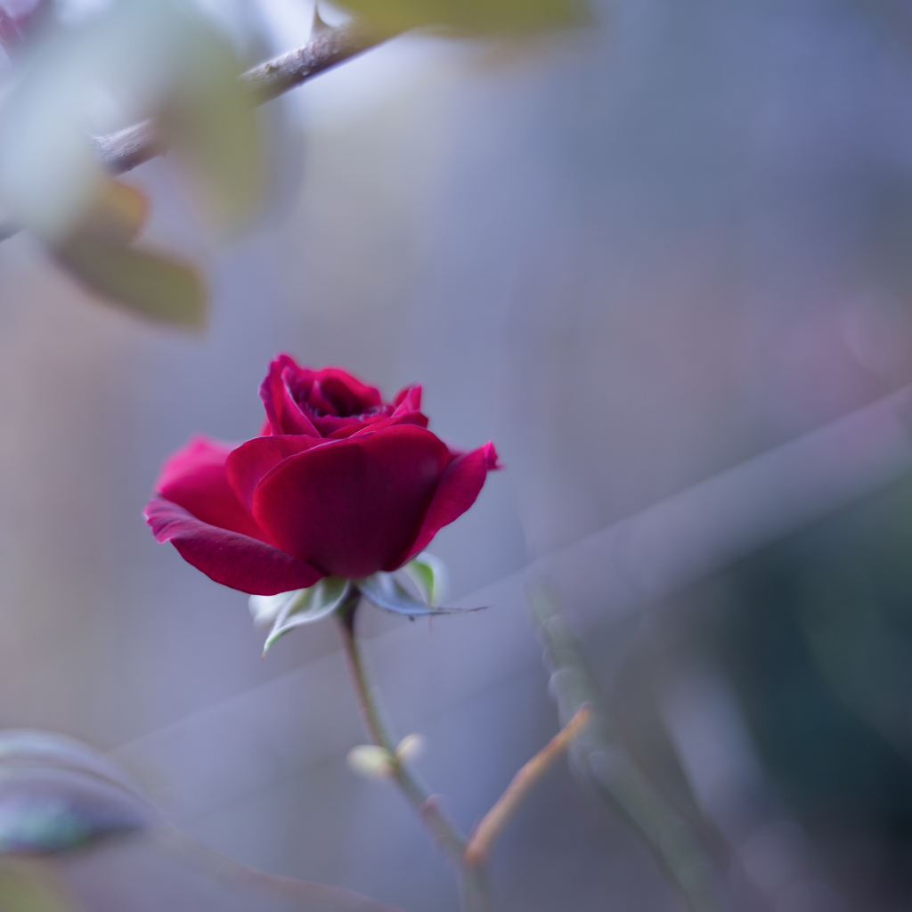 Rose collection  2019-21