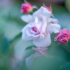 Rose collection ♡ 2017-21