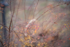 2025/12/23 寒じゃらし・・・(^^♪