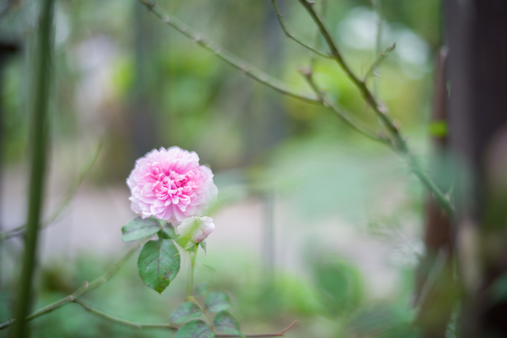 2022/10/03 Rose collection ♡ 2022-13
