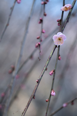 2026/02/18 やさしい色・・・♡