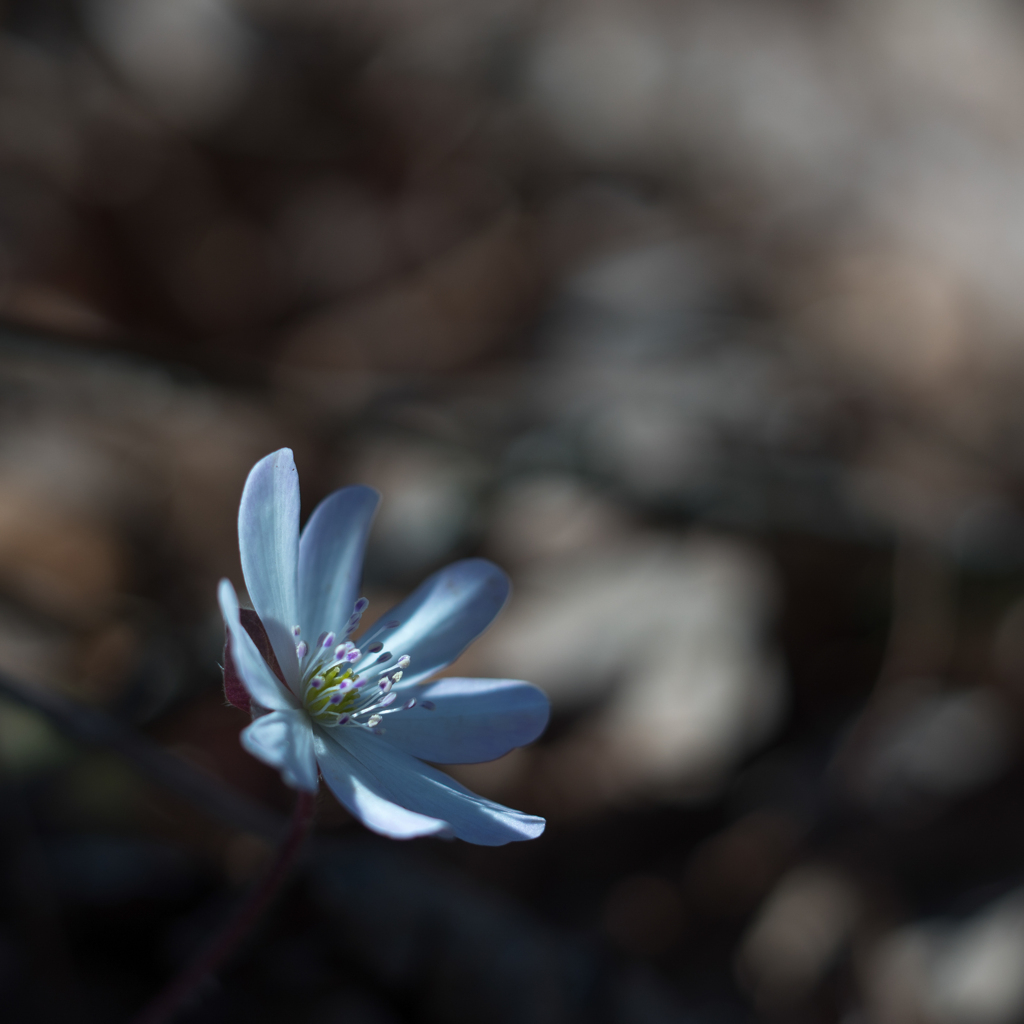 雪割草・・・♪