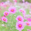 20211006 秋桜日和・・・♡