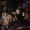 紅葉 memories・・・♪