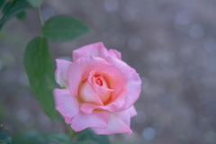 2025/06/12 Rose collection ♡ 14