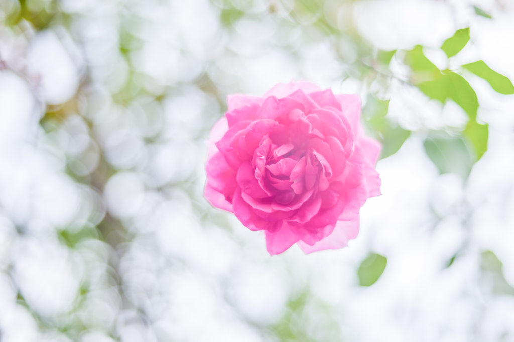 20211008 Rose collection ♡ 2021-26