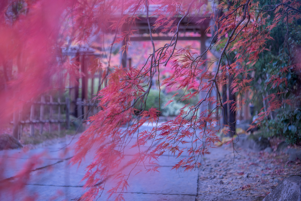 紅葉だより・・・♪