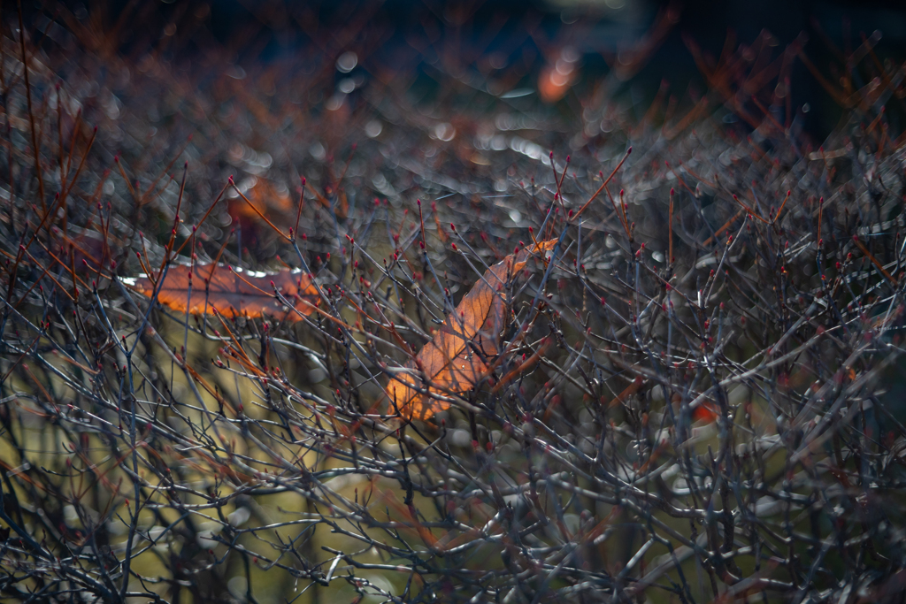 2025/12/11 Winter leaves ♡ 03