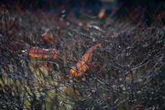 2025/12/11 Winter leaves ♡ 03