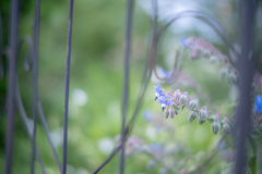 2025/06/06 秘密の花園 ♥ 01