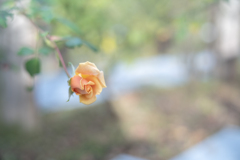 2025/10/21 Rose collection ♡ 34