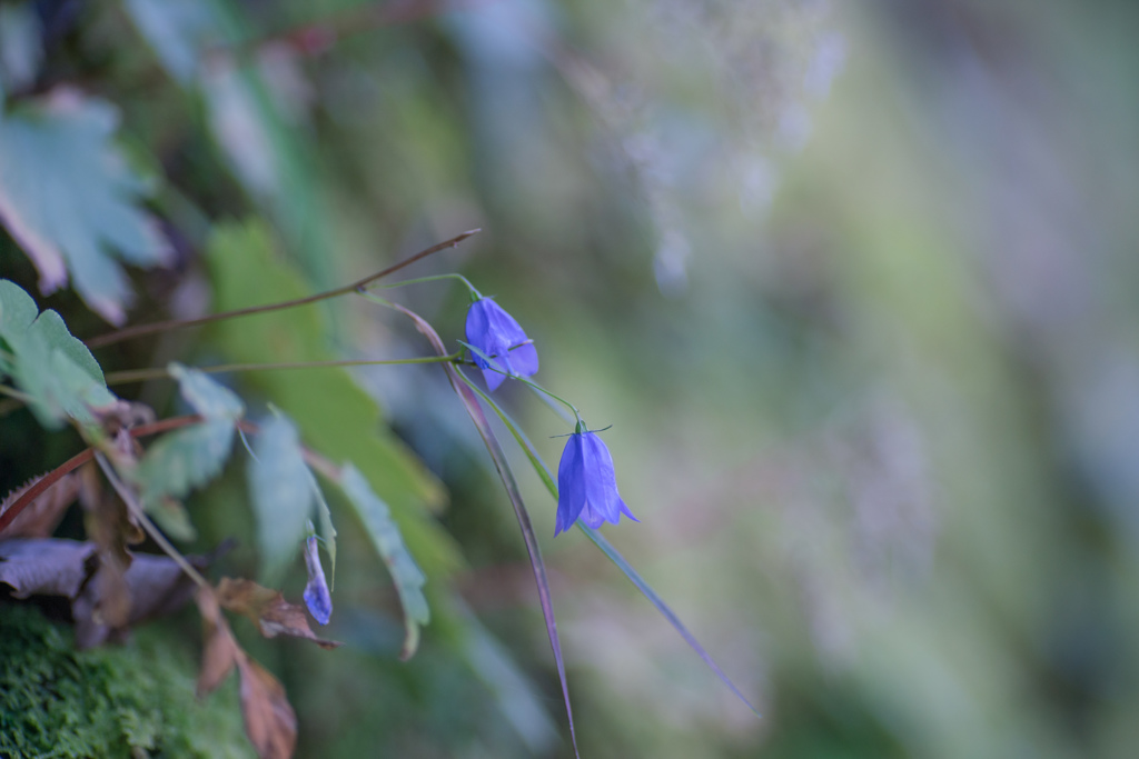イワシャジン・・・♡