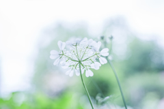 ほのかな想い・・・♡