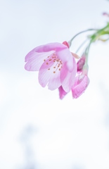 初桜・・・♬