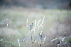 2025/11/19 チューリップ・・・(^^♪