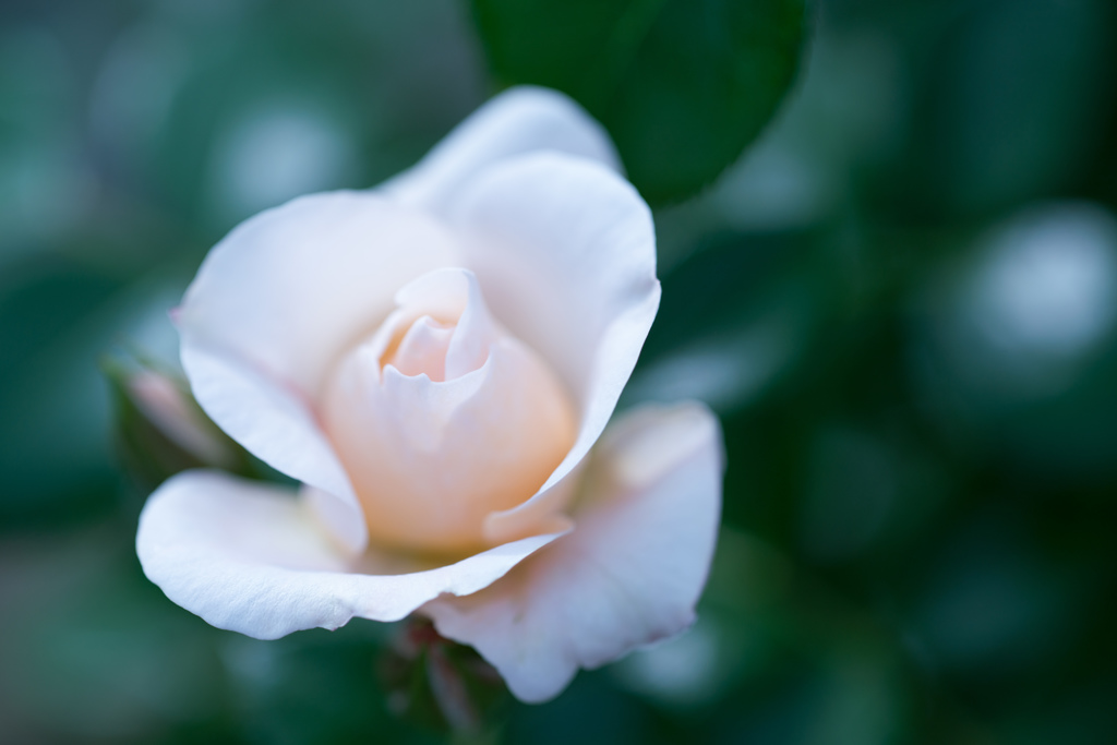 Rose collection ♡ 2017-13