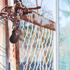 2025/02/15 ♥ fence ♥