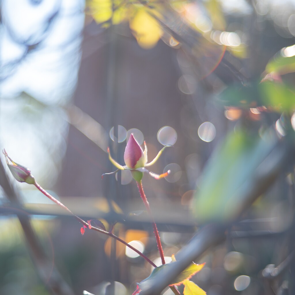 2025/12/19 Rose collection ♡ 52